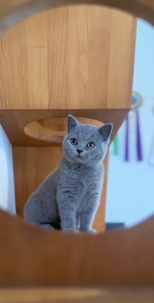 British Shorthair อายุ 4 เดือน