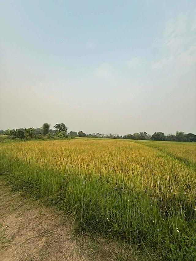 ขายที่ดิน ทุ่งนา เชียงใหม่ 1