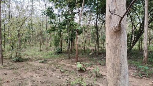 ที่ดินพร้อมสวนป่าสัก 8-2-21 ไร่ ต.ทุ่งยั้ง อ.ลับแล จ.อุตรดิตถ์ รูปที่ 14