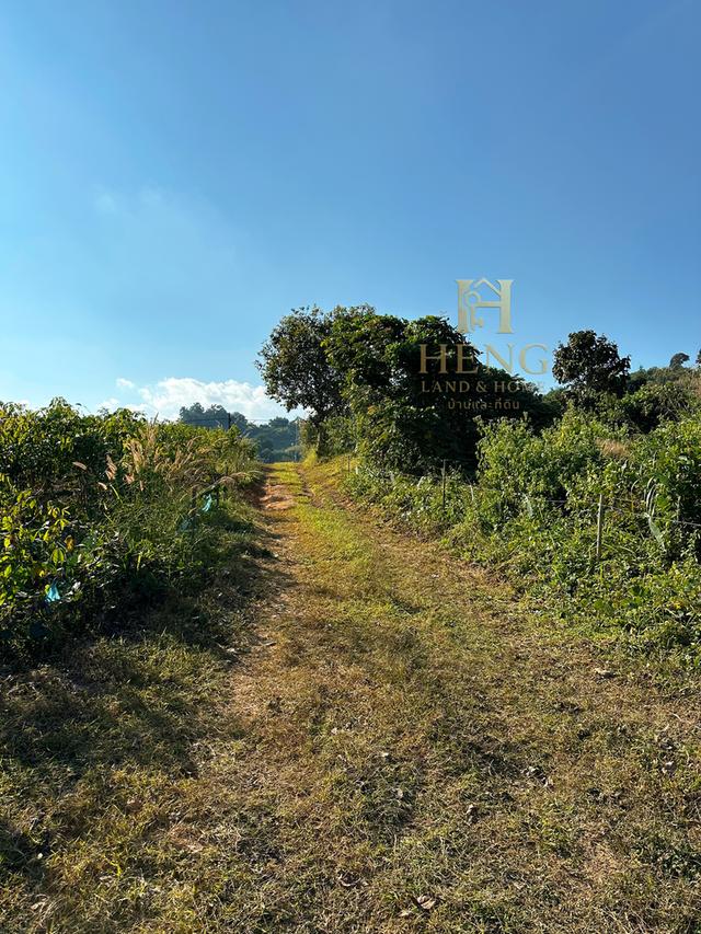 ที่ดินวิวภูเขา 88 ไร่ ติดถนนใหญ่ ทำเลอนาคตไกล แม่จัน  โอกาสพัฒนาได้หลายรูปแบบ!” 14