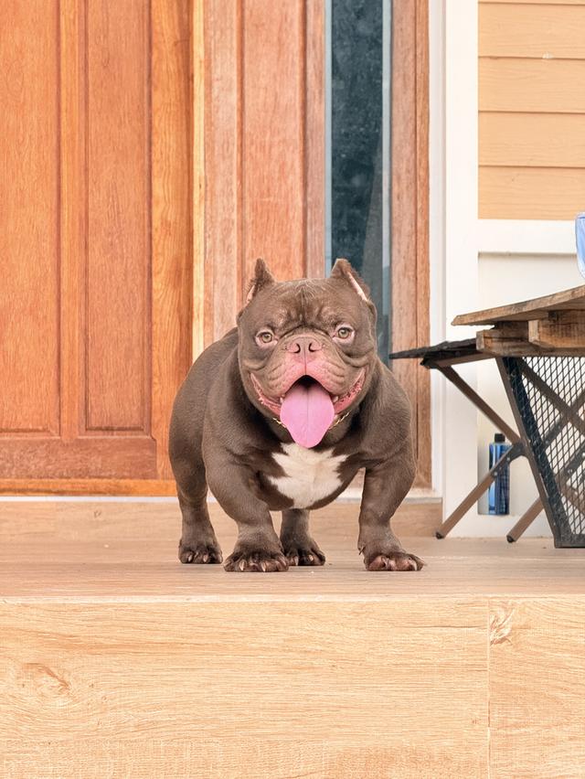 Americanbully exotic รูปที่ 2