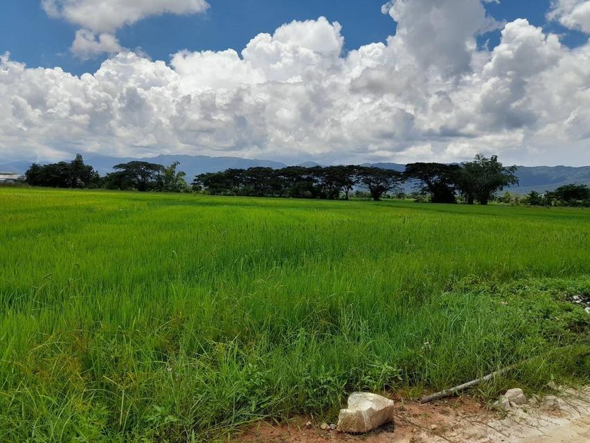 🔥ขายที่ดิน  ด่วนถูกสุด ในย่านนี้🔥🔥🔥 📍ที่ตั้ง : ต.ม่วงคำ อ.พาน จ.เชียงราย  📍เนื้อที่ : 3 ไร่ 1 งาน (82 ตร.วา) 3