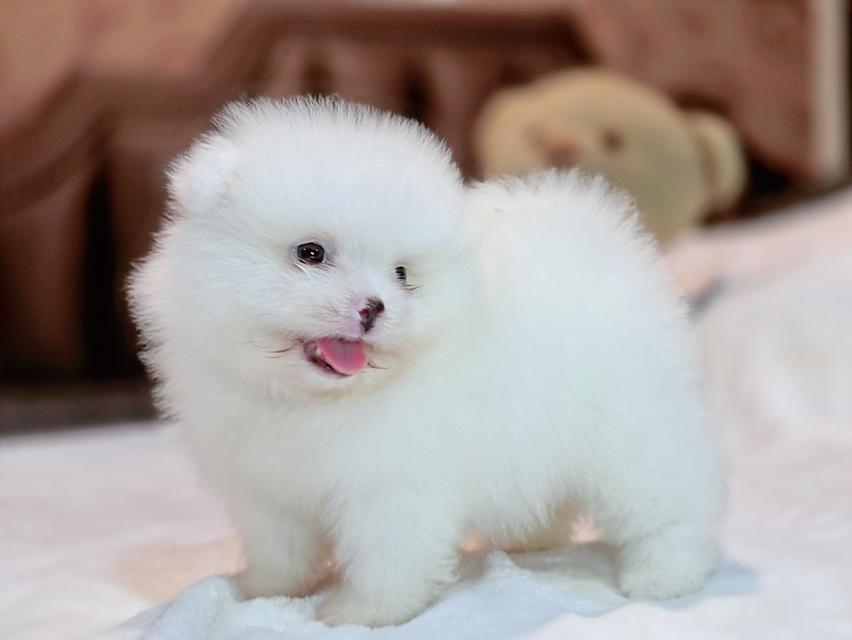 ปอมหน้าหมีขาวล้วนขนสำลีเพศผู้ 8