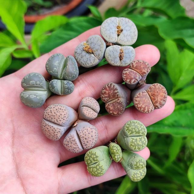 ขายกุหลาบหิน Lithops คละแบบ 3