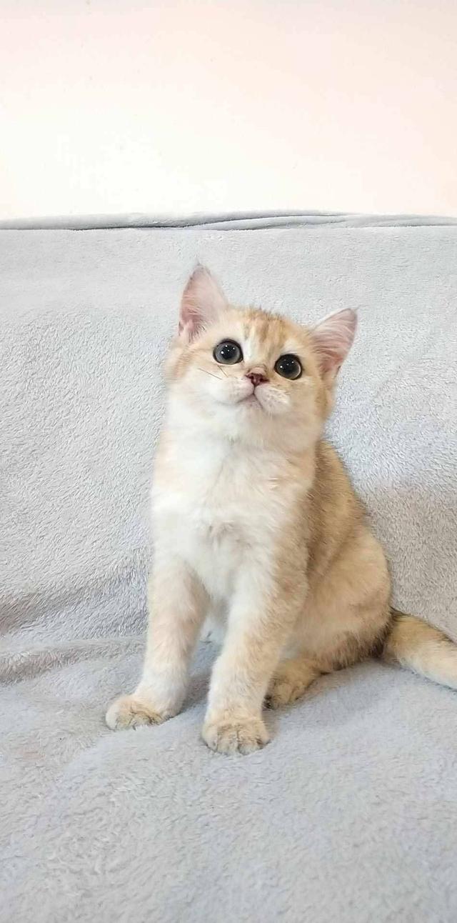 British Shorthair  11