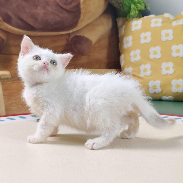 แมวสก๊อตติช Scottish Oscat cattery chiangmai รูปที่ 3