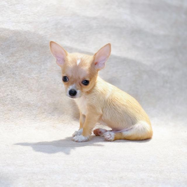 ชิวาวาแท้ ขนสั้น เพศชาย รูปที่ 8