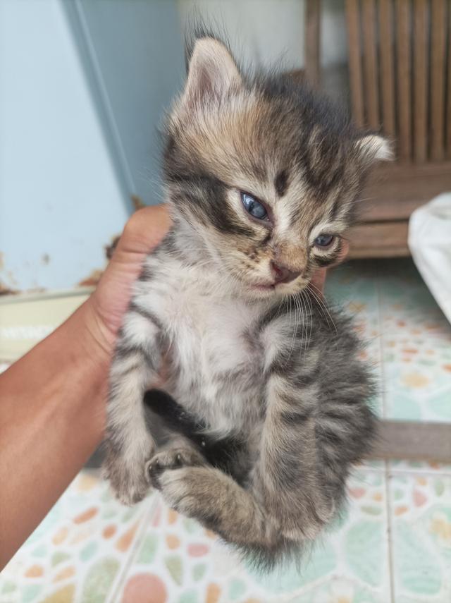 แมวๆ 4