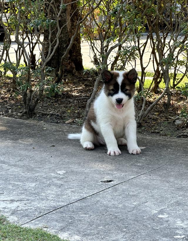 ลูกหมาบางแก้ว พร้อมย้ายบ้าน ว่าง ช1 ญ1 รูปที่ 7