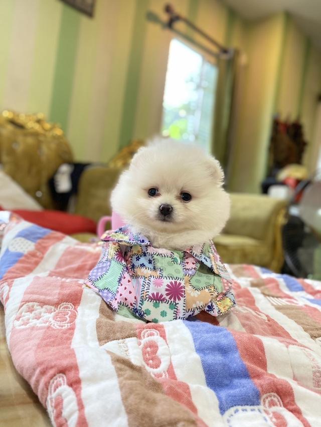 ลูกปอมแท้ จิ๋วๆ มินิ พร้อมย้ายบ้านค้าบ 5