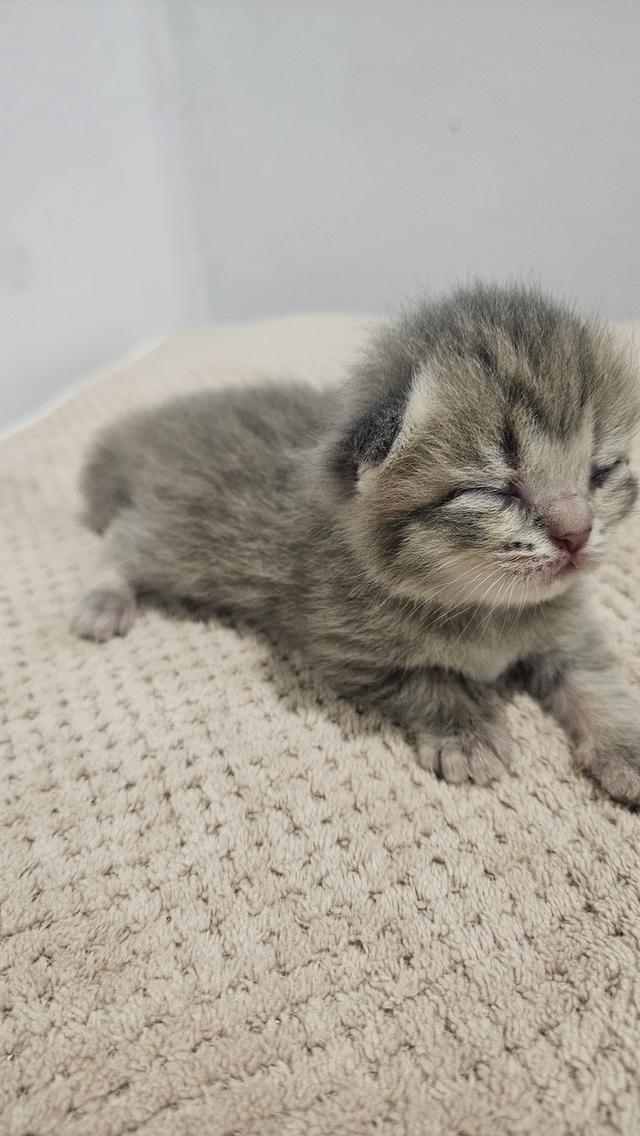 Scottish Fold  สก็อตติชโฟลด์ แท้ ระบบปิดเลี้ยงด้วยรัก รวมวัคซีน ถ่ายพยาธิ หยอดยากันปรสิตและไรหู สมุดวัคซีน 12