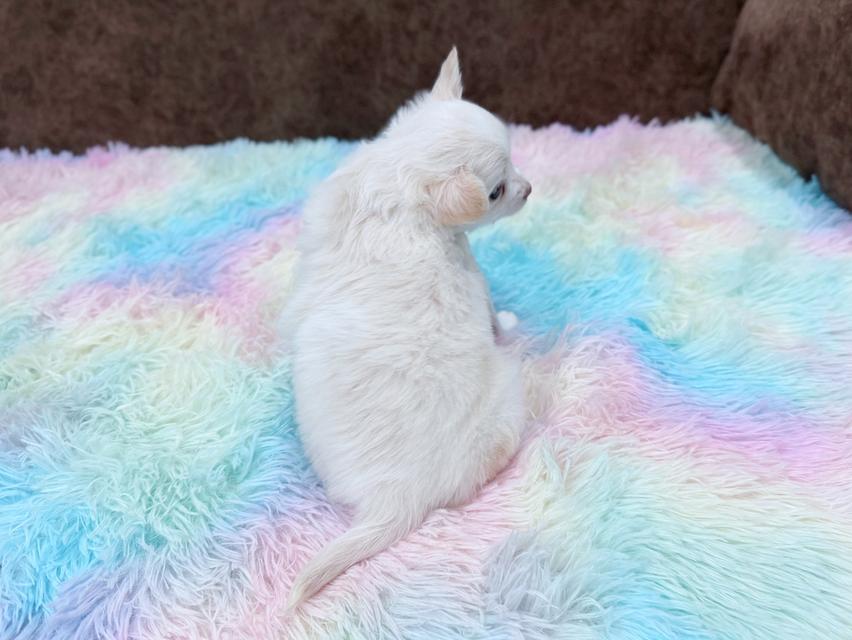 ชิวาวาผู้ ขนยาว สีขาวครีม รูปที่ 10