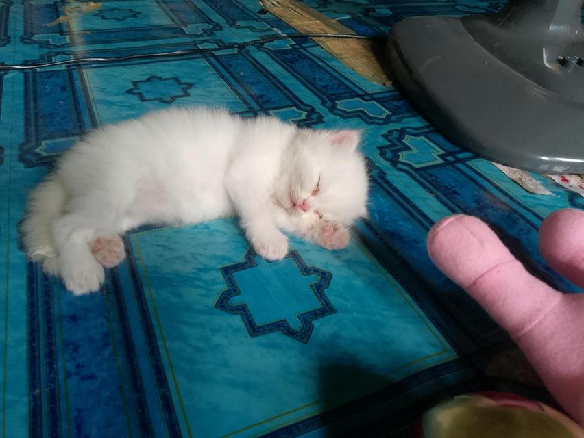 ลูกแมวเปอร์เซีย อายุ1เดือน กับ 10วัน รูปย่อยที่ 4