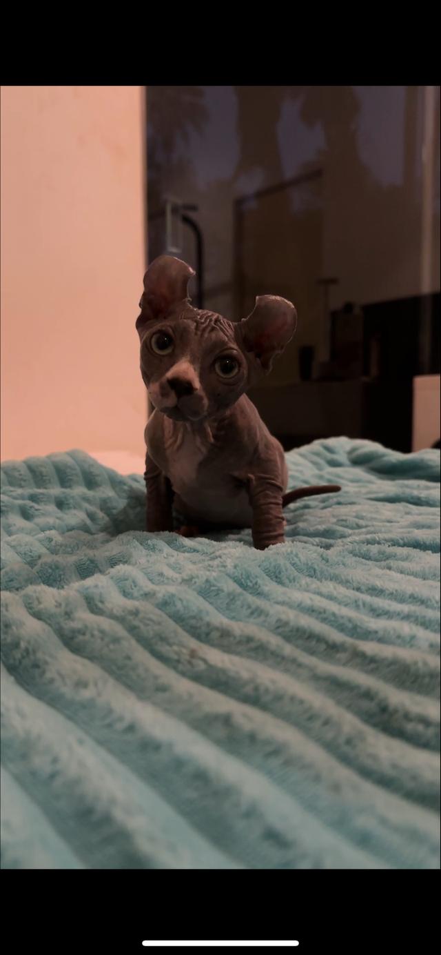 black elf sphynx kitten 3 months old