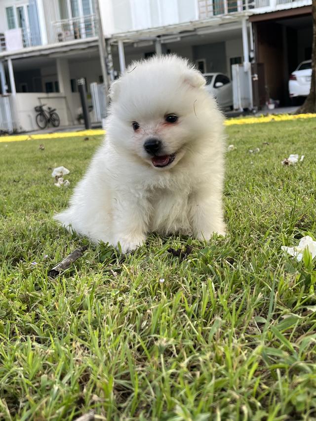 Japanese Spitz (สุนัขพันธุ์สปิตซ์ญี่ปุ่น) 10