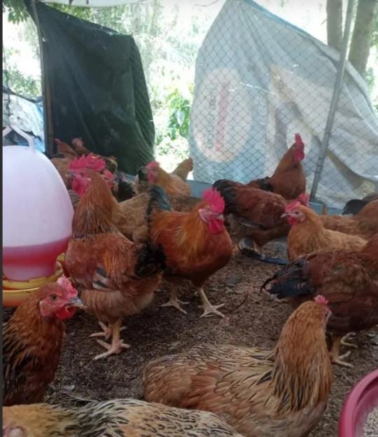 ไก่ไข่ไก่พันธุ์สีส้ม 1