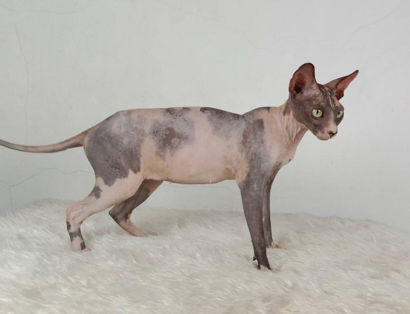 20.แมวสฟิงซ์/เพศเมีย หาบ้าน Sphynx Cat/Female looking for a new home 5