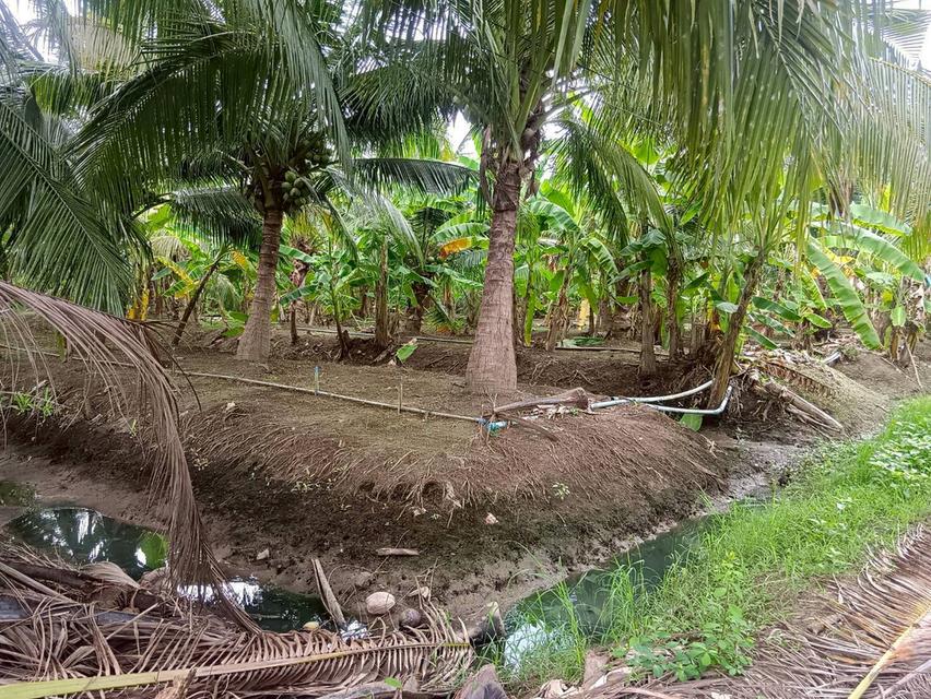 ขายที่ดิน เนื้อที่ 6-2-62 ไร่ ซอยเลียบนที ใกล้แม่น้ำแม่กลอง ใจกลางเมืองสมุทรสงคราม 5