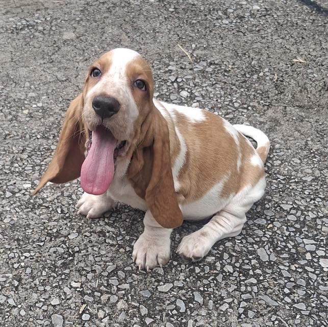 บาสเซ็ตฮาว์ดใบเพ็ดสมาคมพัฒนาพันธุ์สุนัข