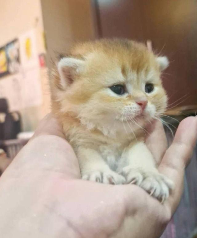สก๊อตทิช โฟลด์ (Scottish fold)