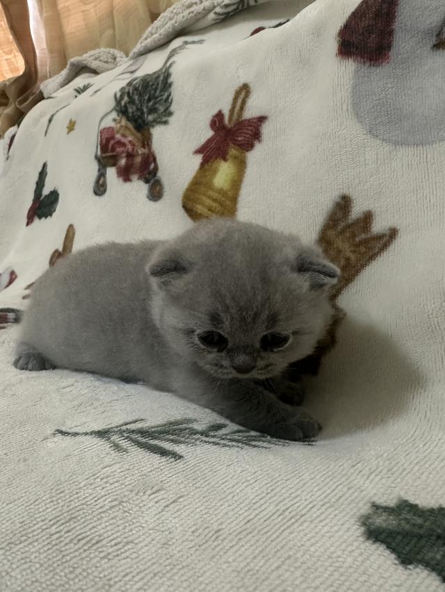เปิดจอง ลูกแมว บริติช ชอร์ตแฮร์ (British Shorthair) รูปที่ 8