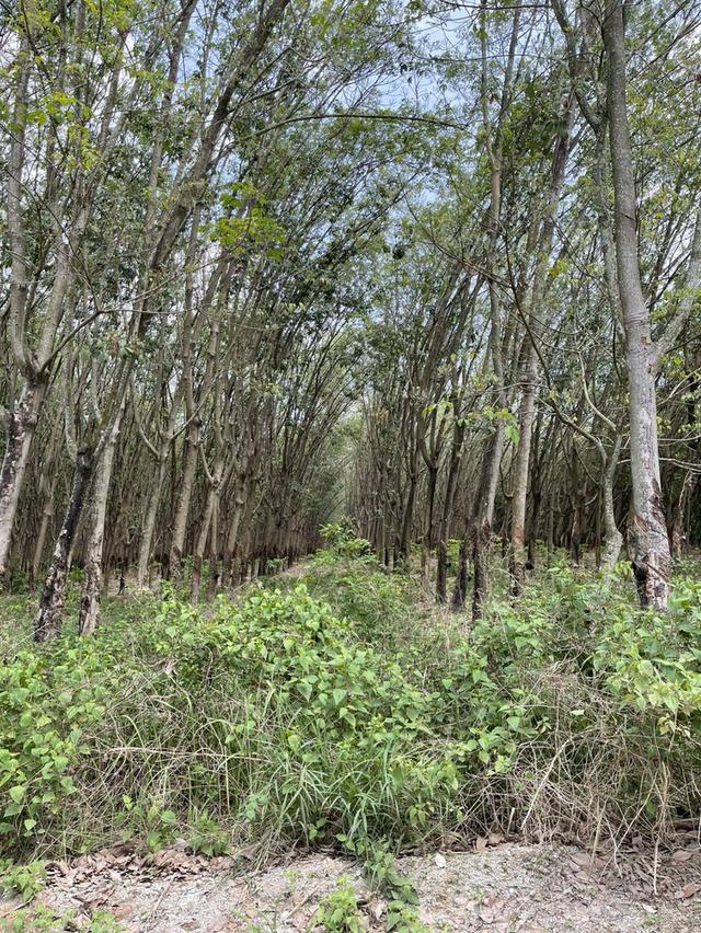 🔥 ขายที่ดินสวนยาง แปลงสี่เหลี่ยมสวย ทำเลทอง EEC ใกล้นิคมฯ เจ้าของขายเอง 🔥 4