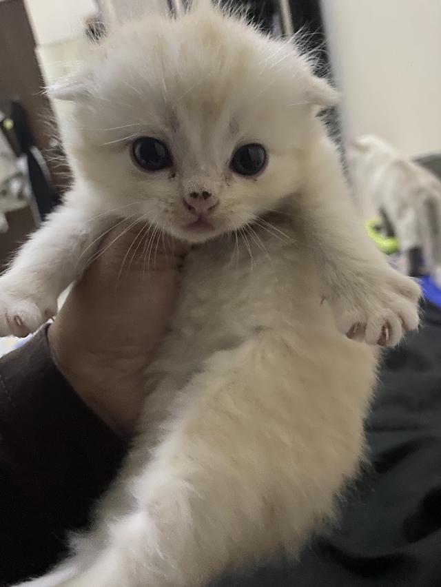 แมวสก๊อตติช หลานชายคอกสุดท้าย รูปที่ 2