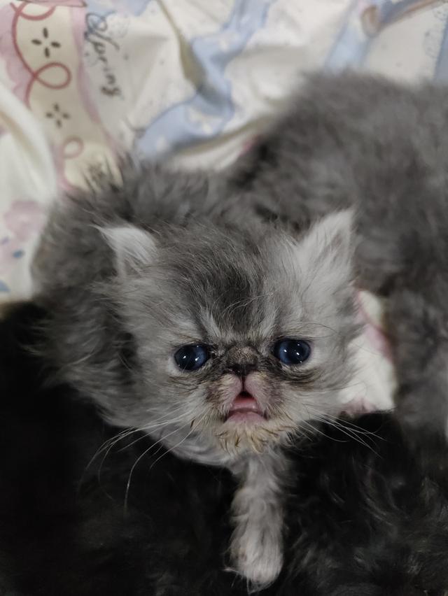 แมวเอ็กโซติกขนยาวแท้