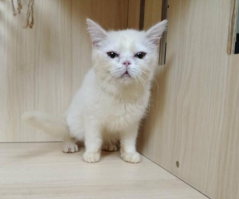 6.แมวมันช์กิ้นขายาว เพศผู้ Munchkin Cat long legs Male