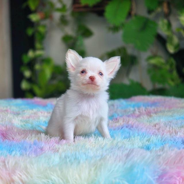 ชิวาวาผสมปอม เพศผู้ พิกัดรามอินทรา 7