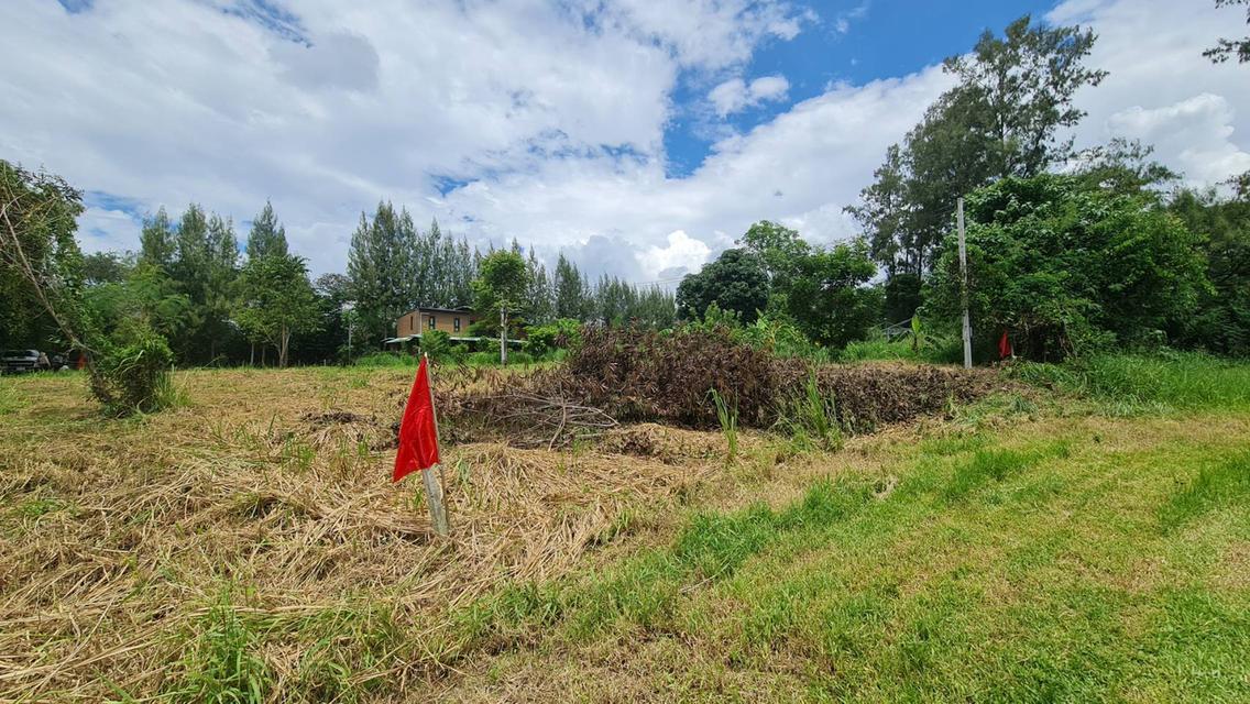 ขายที่ดินแปลงสวย 2 แปลง เริ่มต้น 300 ตร.ว. พร้อมโฉนด นส.4 โซนขนงพระ - ปากช่อง เขาใหญ่ ใกล้มอเตอร์เวย์ M6 8