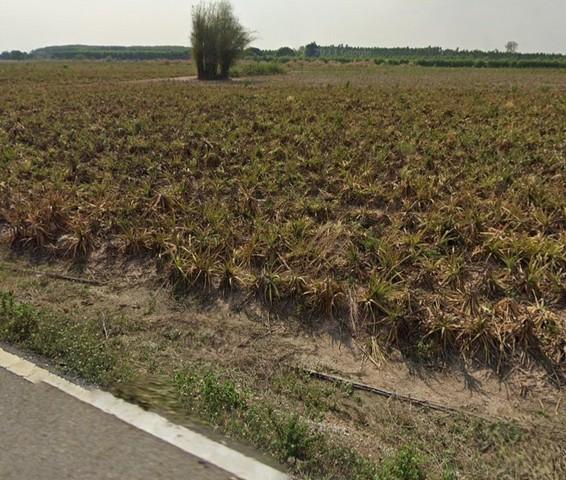 ขายที่ดินพนัสนิคมชลบุรี ขายที่ดินเนื้อที่ 90-2-17 ไร่ พื้นที่ EEC สีเหลืองอ่อน อยู่ติดถนนลาดยางสามด้าน 4