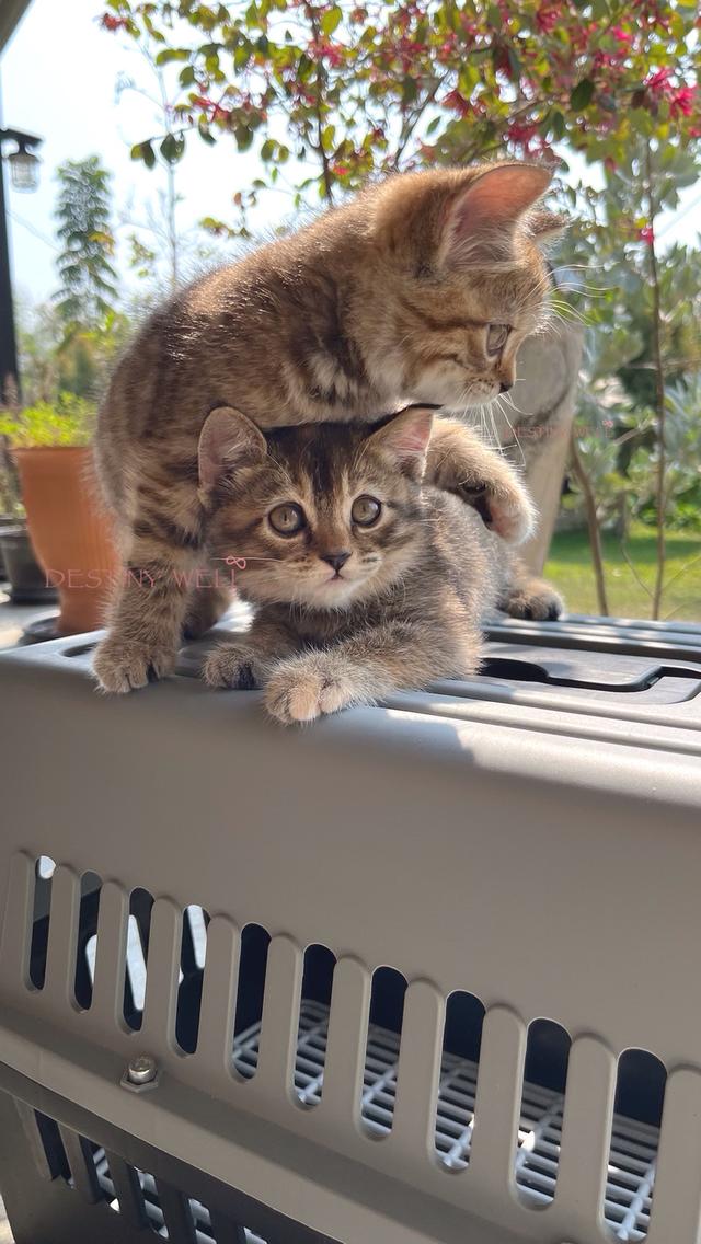 แมวสก๊อตติชโฟลด์ มีใบเพด scfc รูปที่ 5