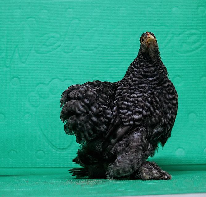 ลูกไก่มินิโคชิน ฟอร์มสวย 7
