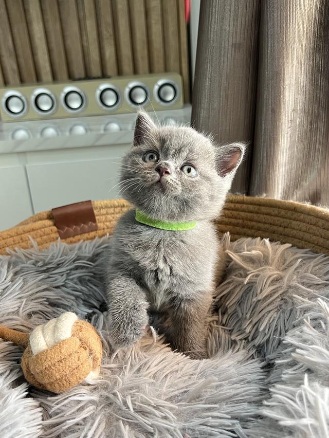 ลูกแมว บริติช ช็อตแฮร์ ใบเพ็ดนอกWCF(British Shorthair) 6