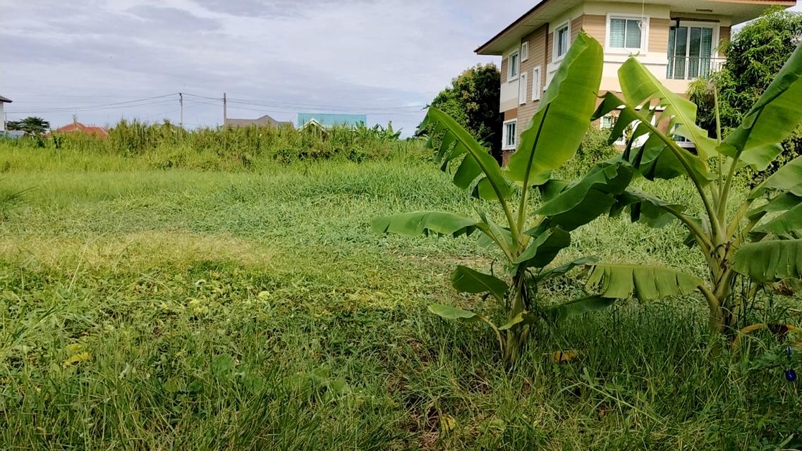 ที่ดิน 2