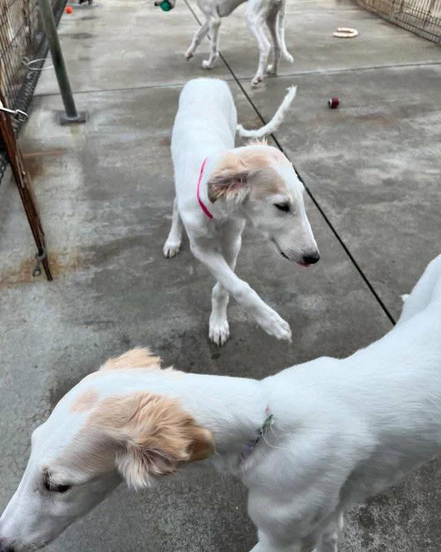 ขาย Borzoi แท้ 2