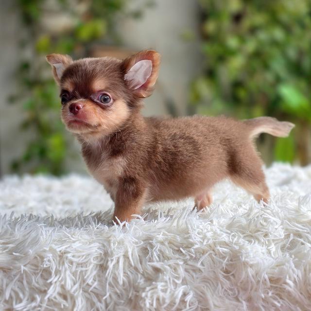 chihuahuaขนยาวสีช็อคหนุ่มหล่อ