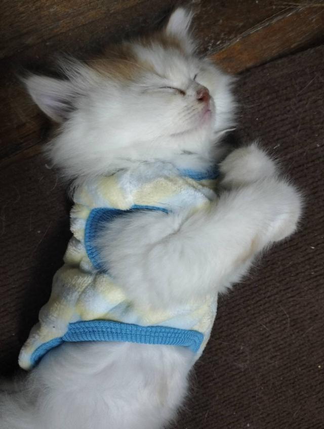 เปิดจองลูกแมวเปอร์เซียเพศ ญ ขาวส้ม รับน้องได้หลัง 14 มีค 69 เปิดกล้องดูก่อนได้ค่ะ รูปที่ 5