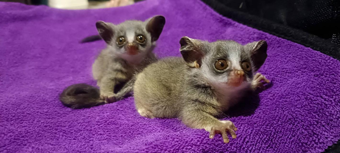 Bushbaby new born ลิงบุชเบบี้