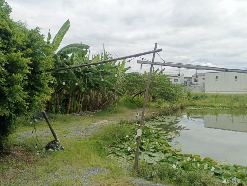 ที่ดิน บางใหญ่ 10