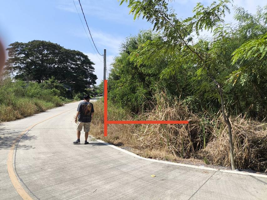 ที่ดินย่านไทรน้อย 225 ตรว 4