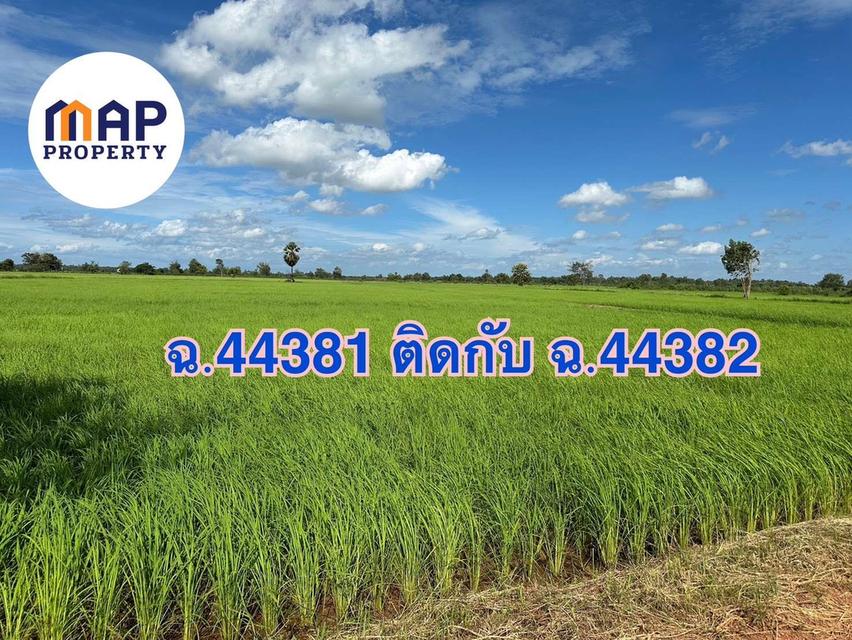 โอกาสทองนักลงทุน! และเกษตรกร ขายที่นาแปลงใหญ่ 18 ไร่ รวม 2 โฉนด มีน้ำใช้ตลอดปี เหมาะทำนาข้าว 4
