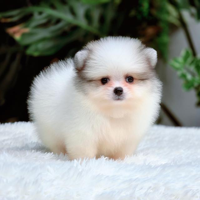 น้องวิลเลี่ยม ปอมหน้าหมีไซส์เล็กสีปาร์ตี้ฟอร์มสวยพร้อมย้ายบ้าน