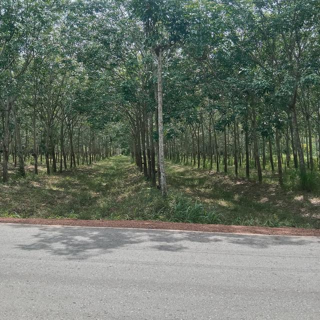 บ้านพร้อมที่ดิน 7