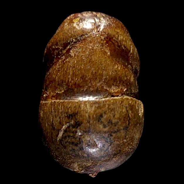 ปลัด ปุ้มปุ้ย เนื้อไม้ จารหมึก เก่า รูปที่ 2