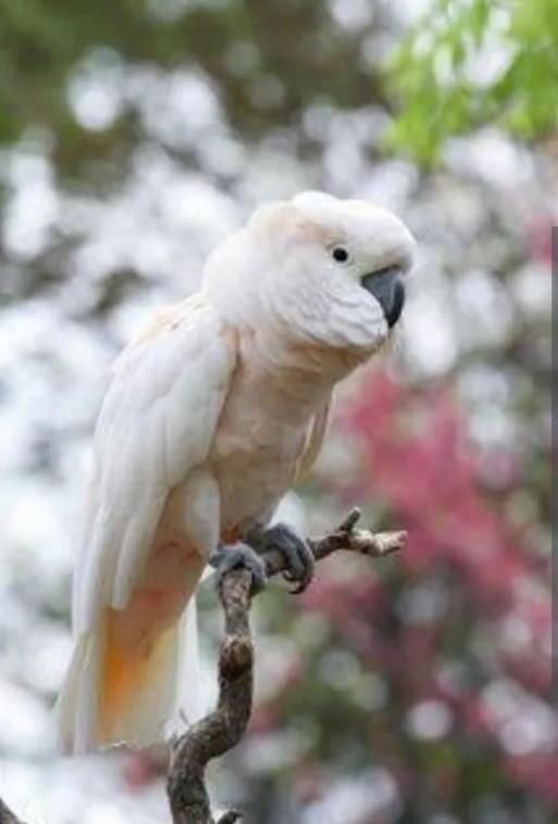 นกกระตั้วสีขาว 2