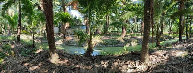 ขายที่ดิน บ้านและสวนมะพร้าว 12