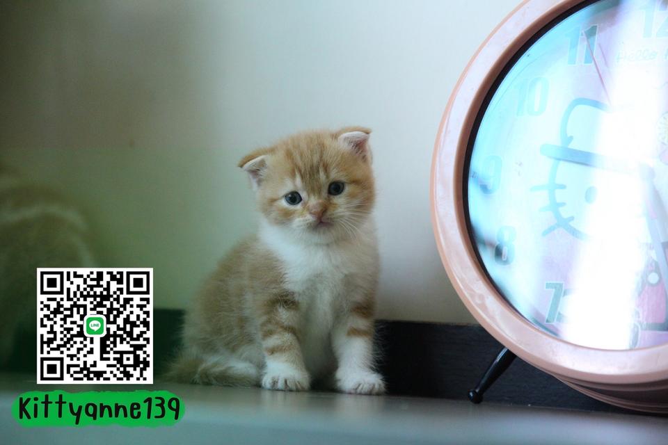 แมวสก็อตติชบริติชแท้ 9