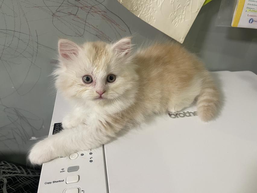 เปิดจองเด็กชายส้ม(สก๊อตติชโฟผสม) รูปที่ 5